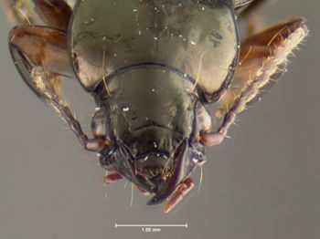 Media type: image;   Entomology 35441 Aspect: head frontal view